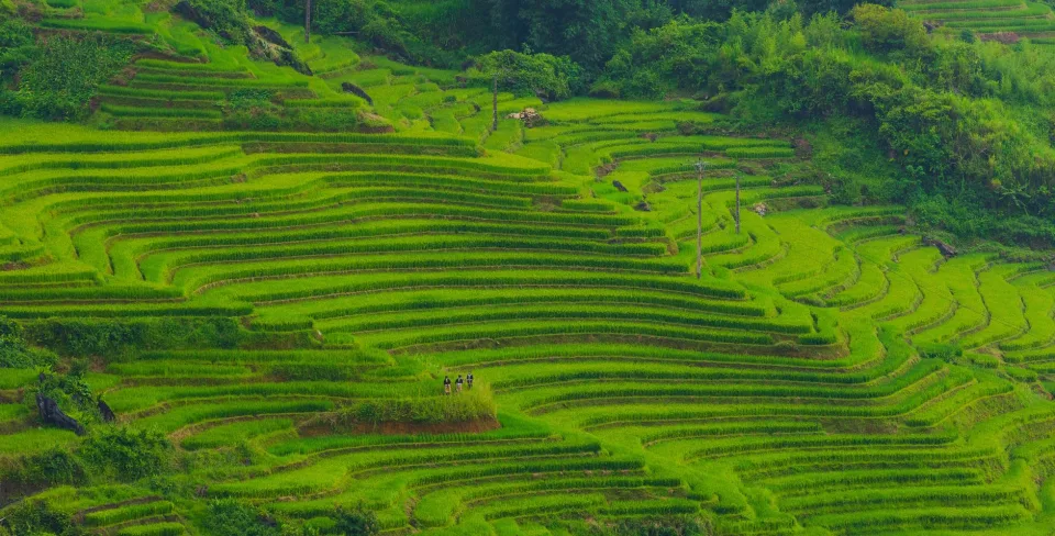 Gạo trắng, hạt đều