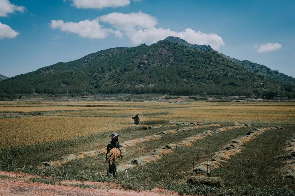 Gạo đang có hàng