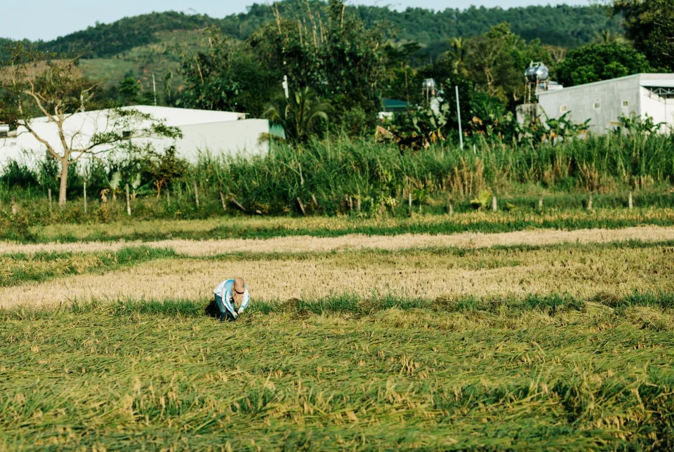 Toàn cảnh kho gạo