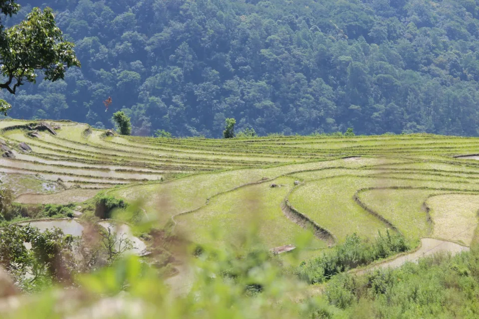 Bao gạo mới nhập về